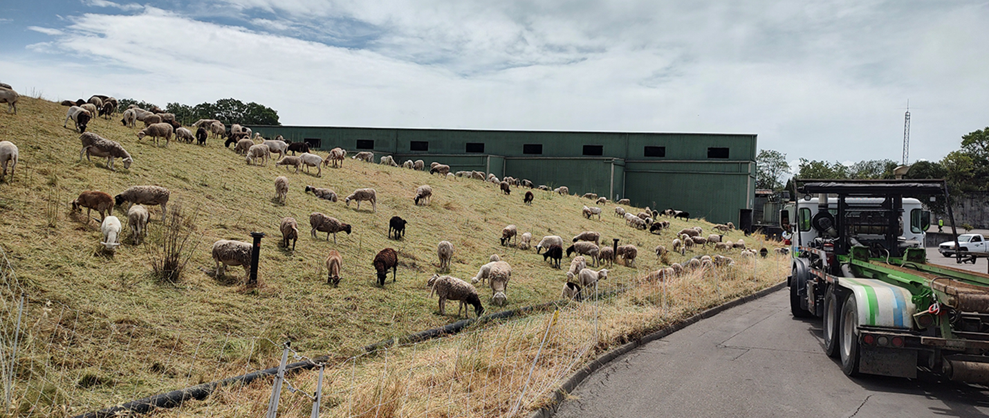 Image of sheep grazing on hill near public building
