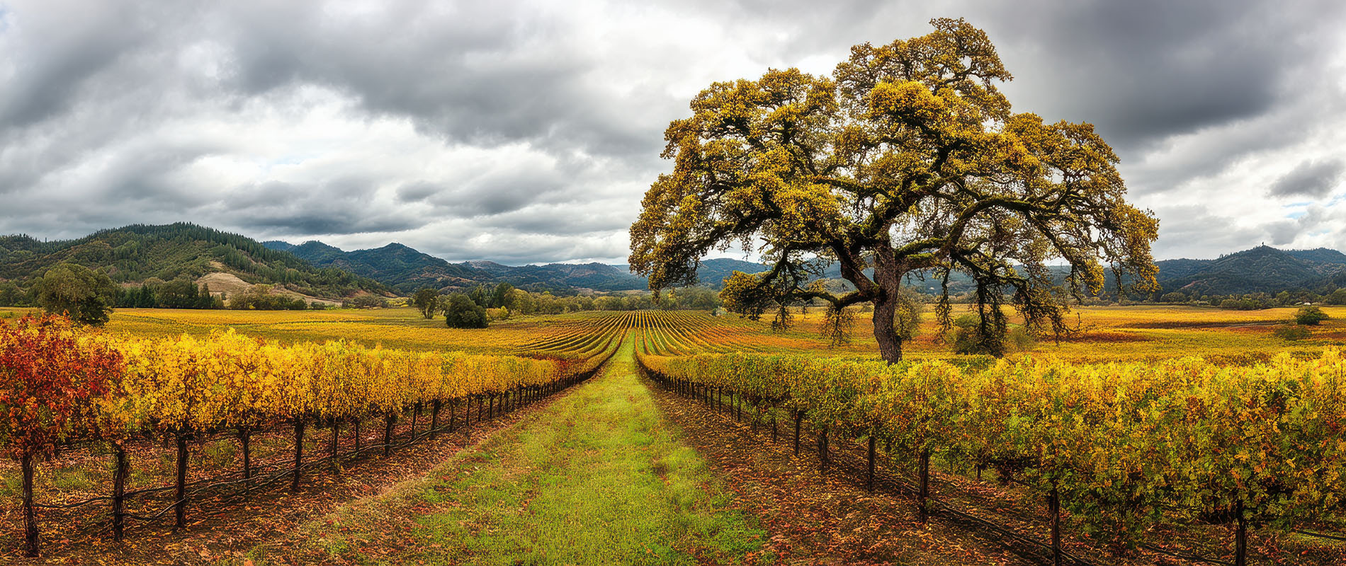 Sonoma County landscape