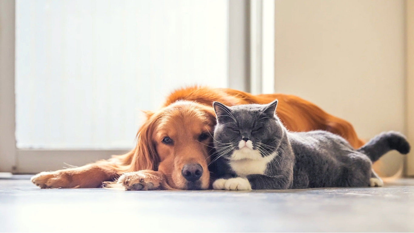 Red Irish Setter and gray and white cat lying together on a floor