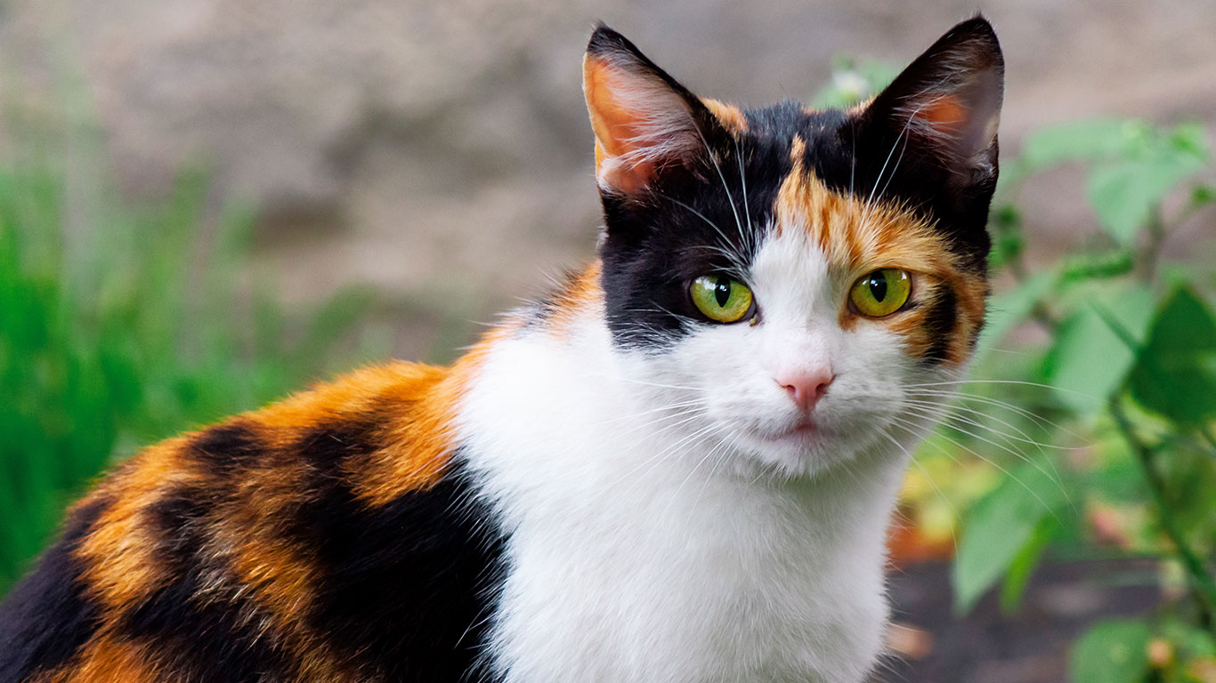 White, orange and black calico short hair cat outside