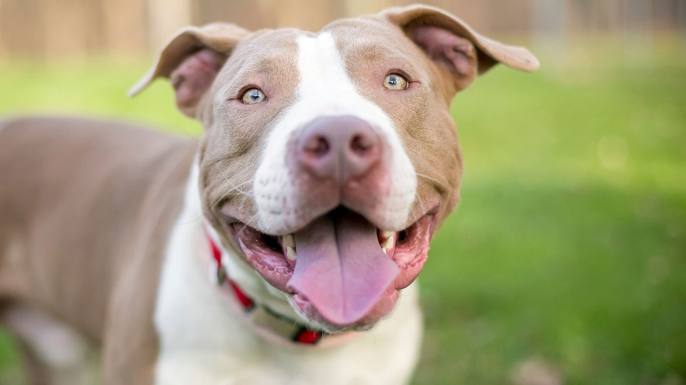 Brown and white pit bull outside smiling