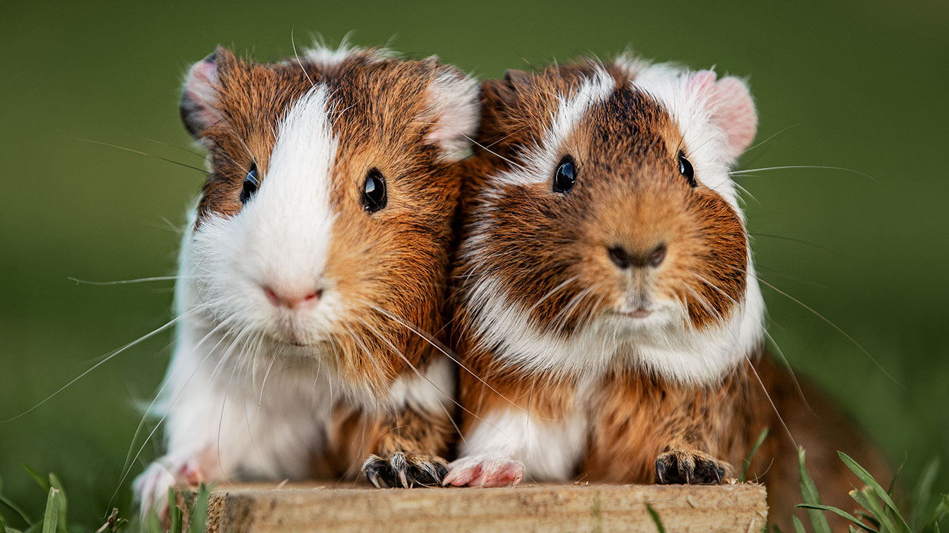 Two brown and white Guinea pigs on a post