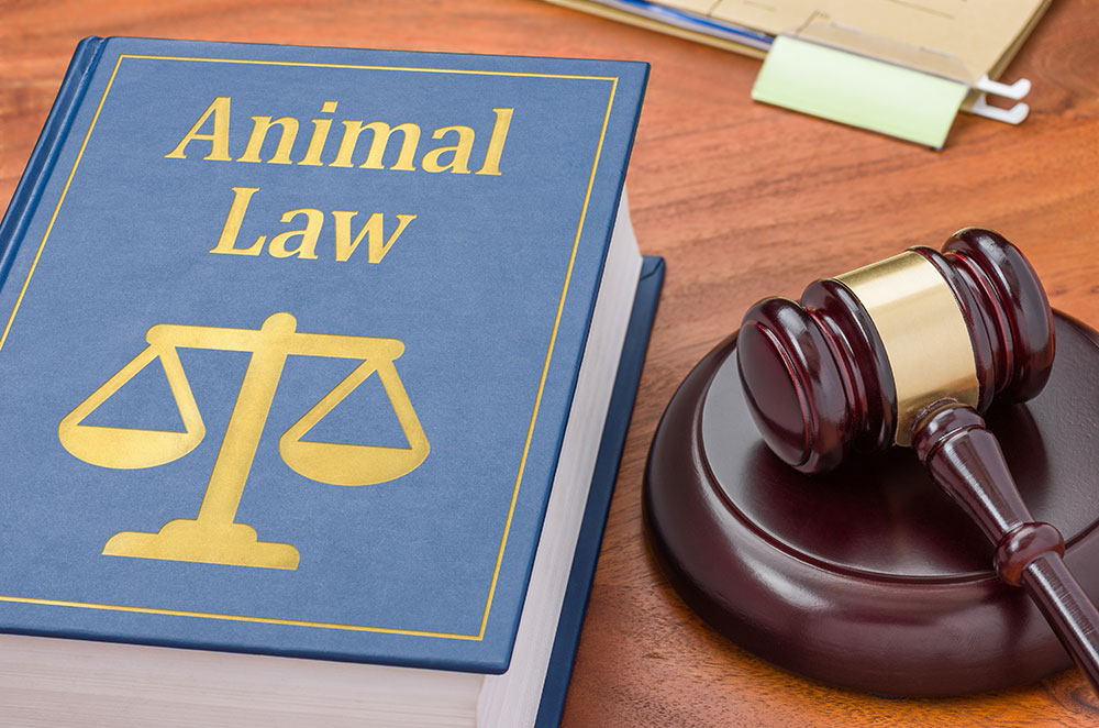 Book titled Animal Law with scales on the cover, and a gavel