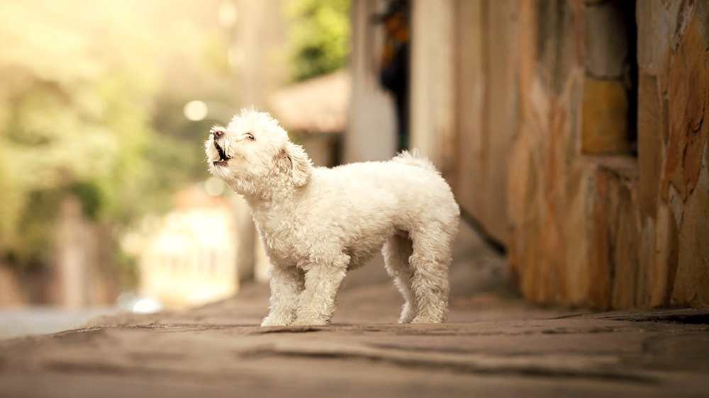 White curly haired poodle barking outside a wooden building