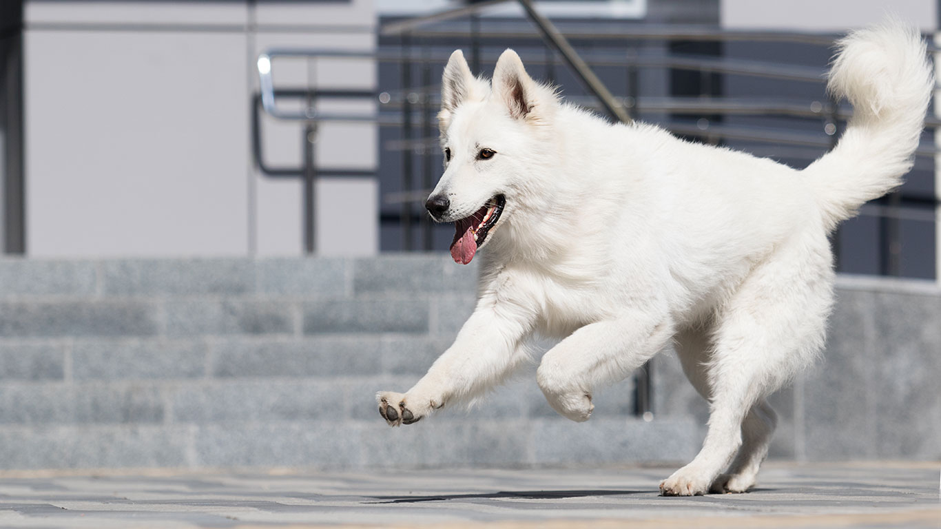 White husky mix dog with no leash or collar running in front of a building