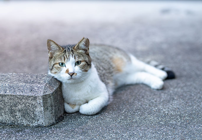 Brown tabby and white cat with tipped ear laying on the ground