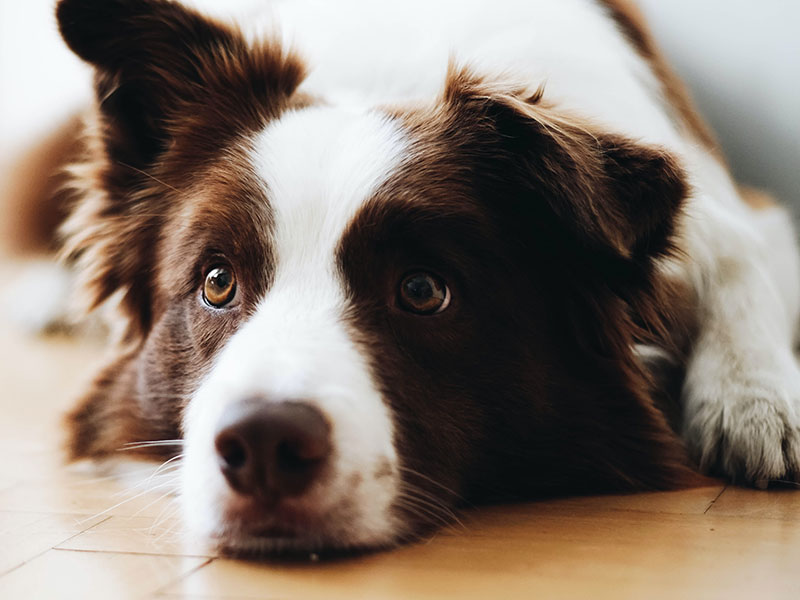 white and brown dog resting on floor