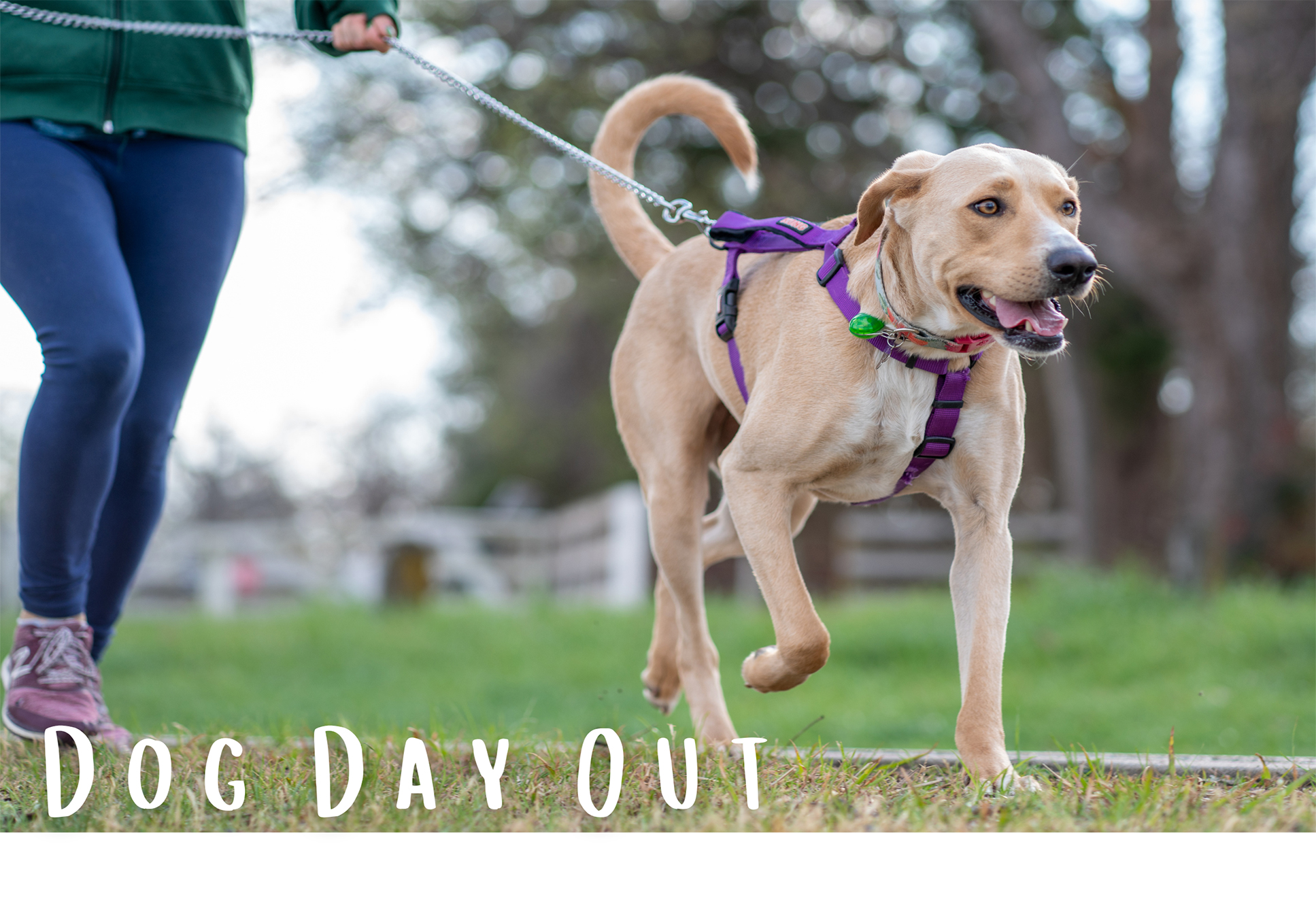 Dog on harness going for a walk