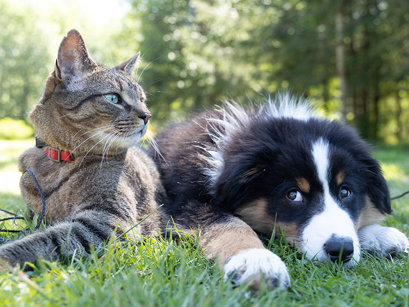 Dog and Cat lying on grass