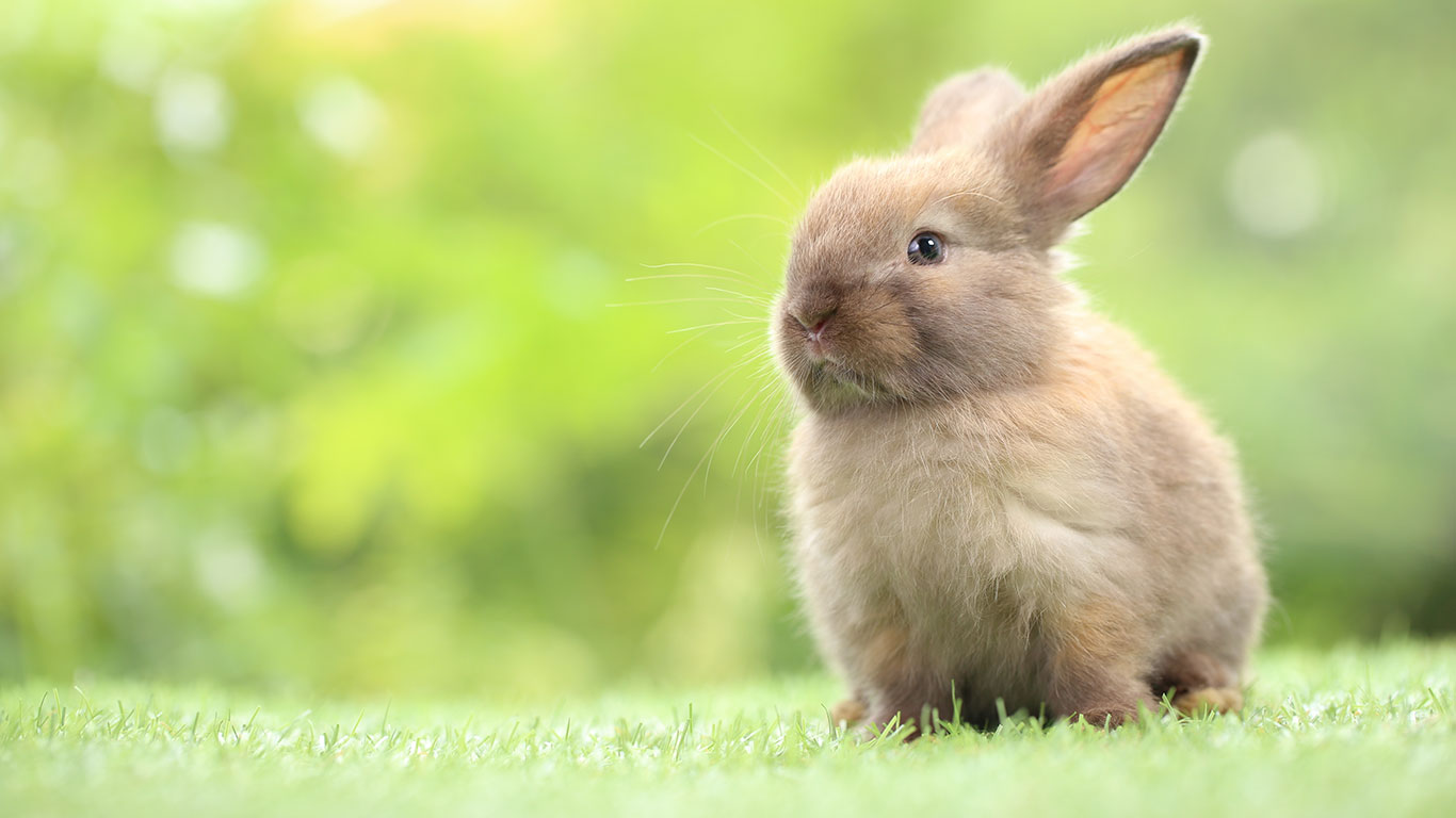 Brown bunny on green grass