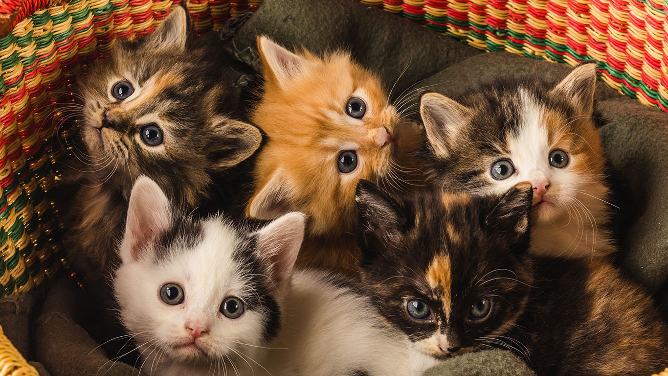 Five kittens in a basket
