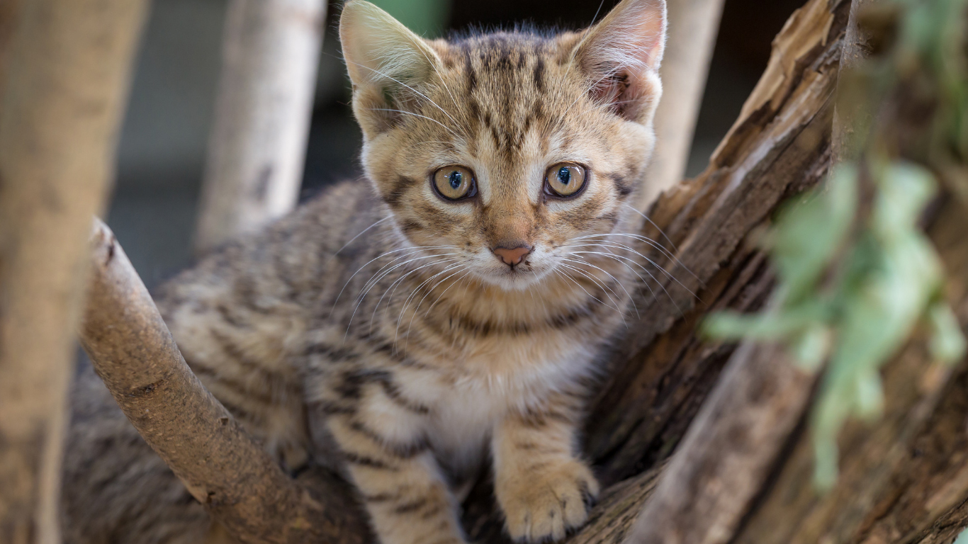 Brown tabby kitten in a tree