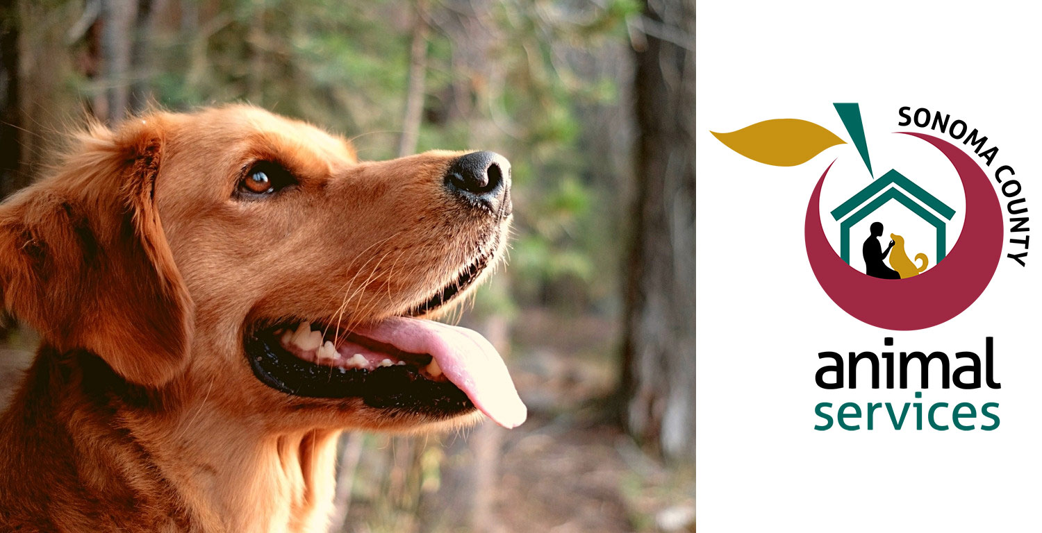 Happy golden retriever dog dog looking right at Sonoma County Animal Services Logo