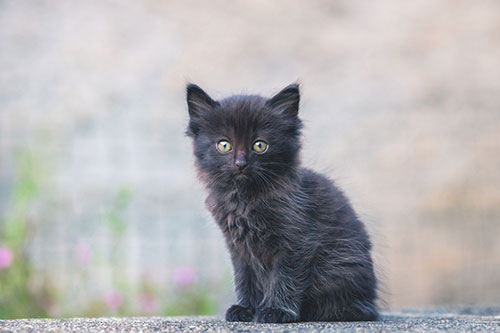 Black long haired kitten 6 to 8 weeks old