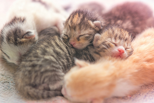 Litter of kittens from zero to two weeks old