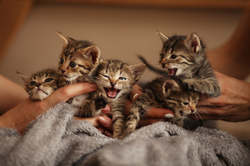 Litter of kittens from two to four weeks old