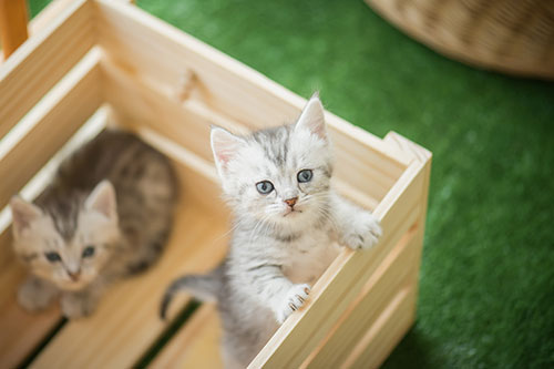 Two 6 to 8 week old gray tabby and white kittens in a wood crate