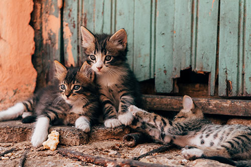 Three brown tabby and white kittens 8 weeks old or older outside