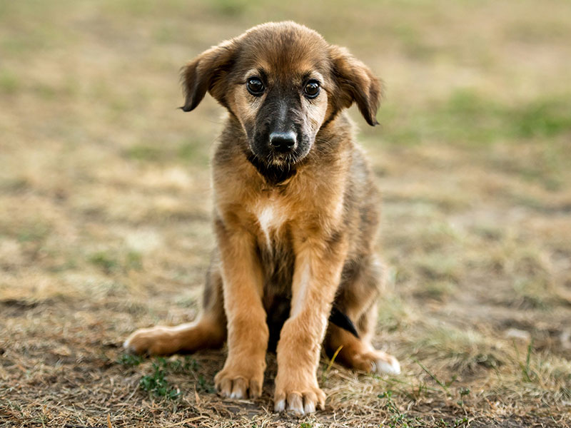 Brown puppy sitting on the ground