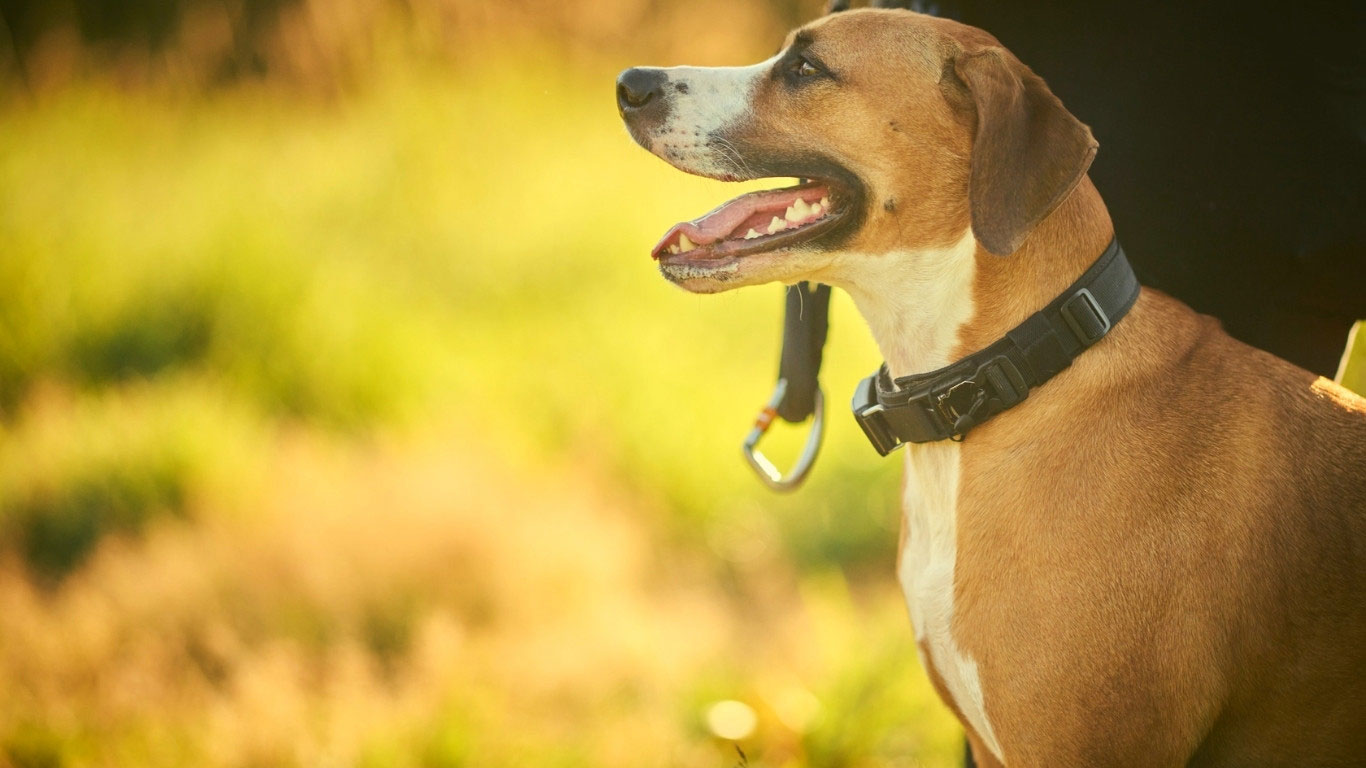Happy dog with collar on standing on a golden field
