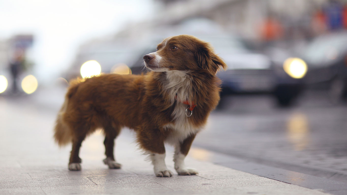 Brown and white long-haired border collie on city sidewalk