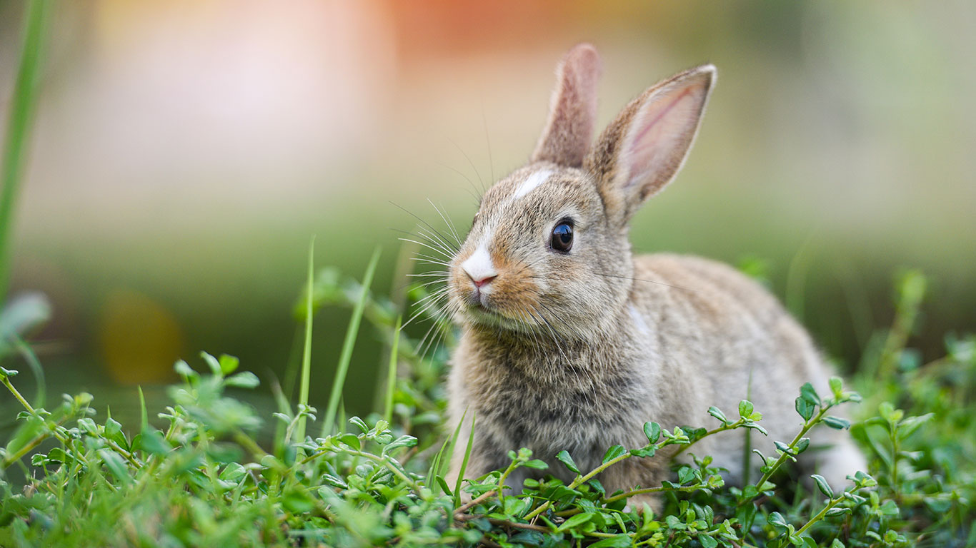 Brown bunny with a white nose sitting in a green field