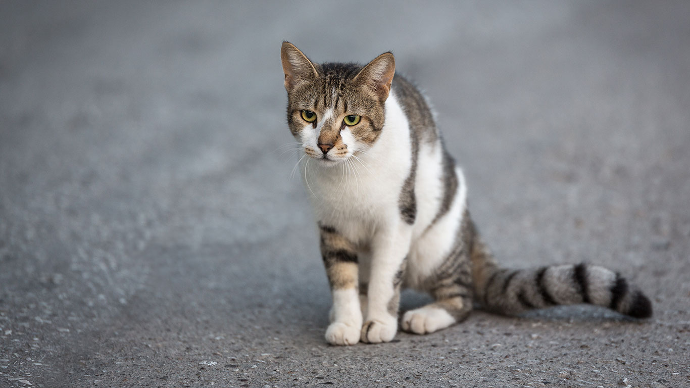 Brown tabby and white short hair cat sitting on a road