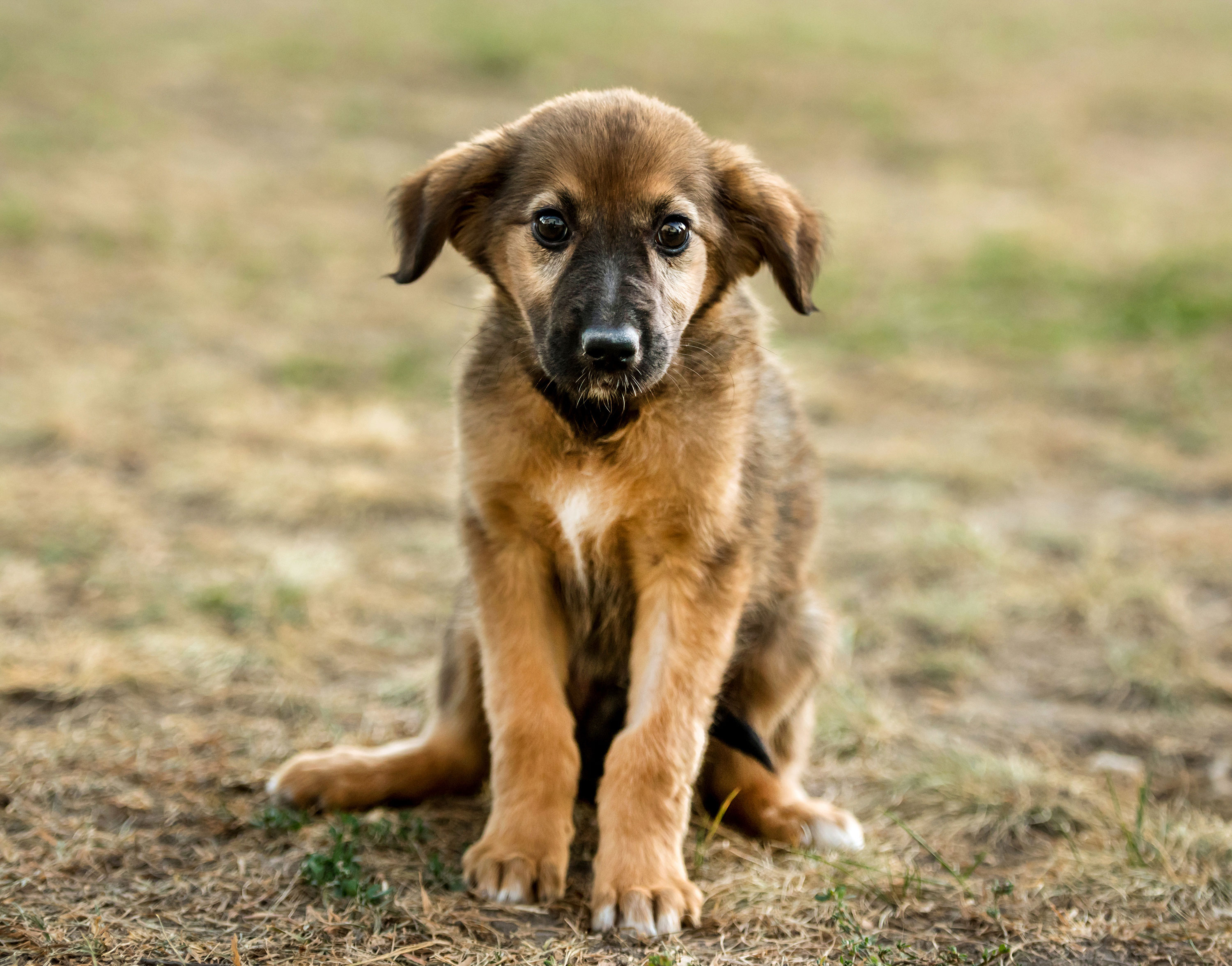 Brown puppy sitting on the ground