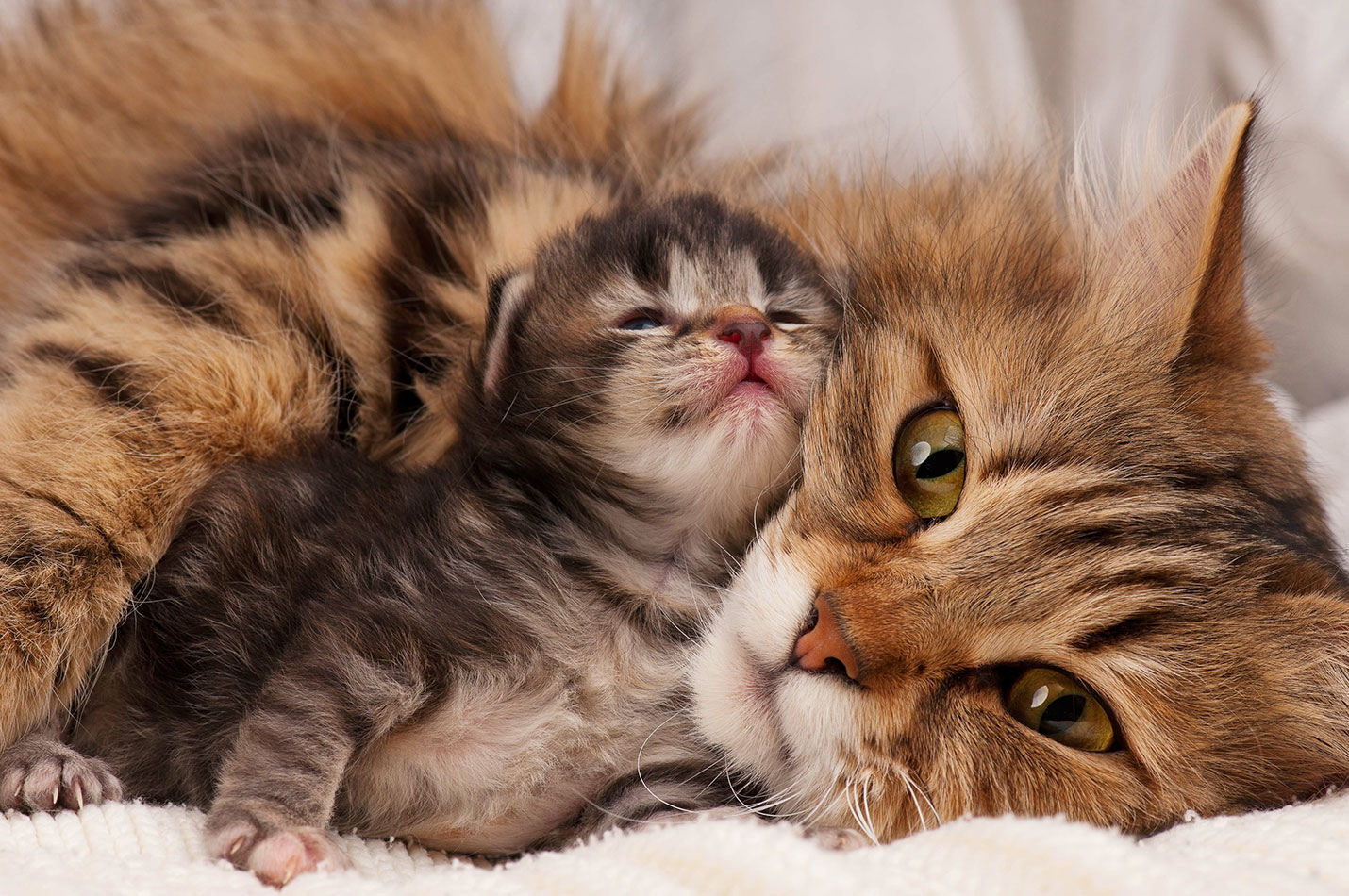 Mama cat cleaning one of her kittens
