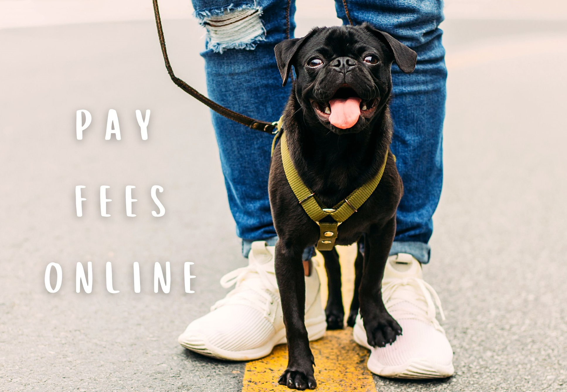 Pug and person Pay Fees Online