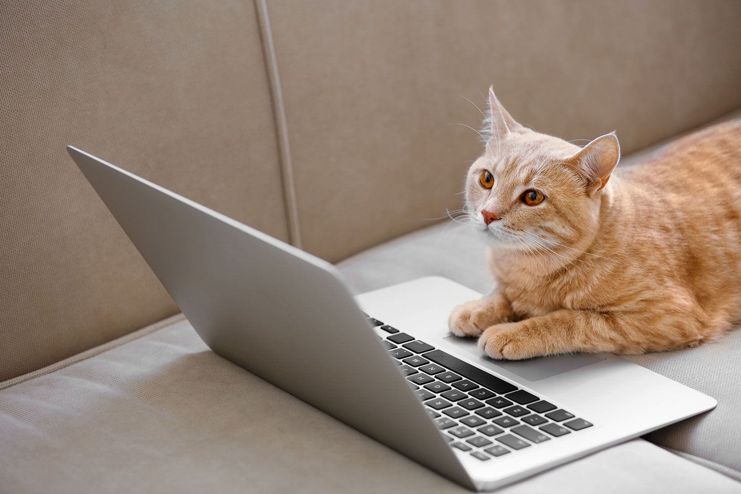 Orange tabby cat sitting in front of a laptop