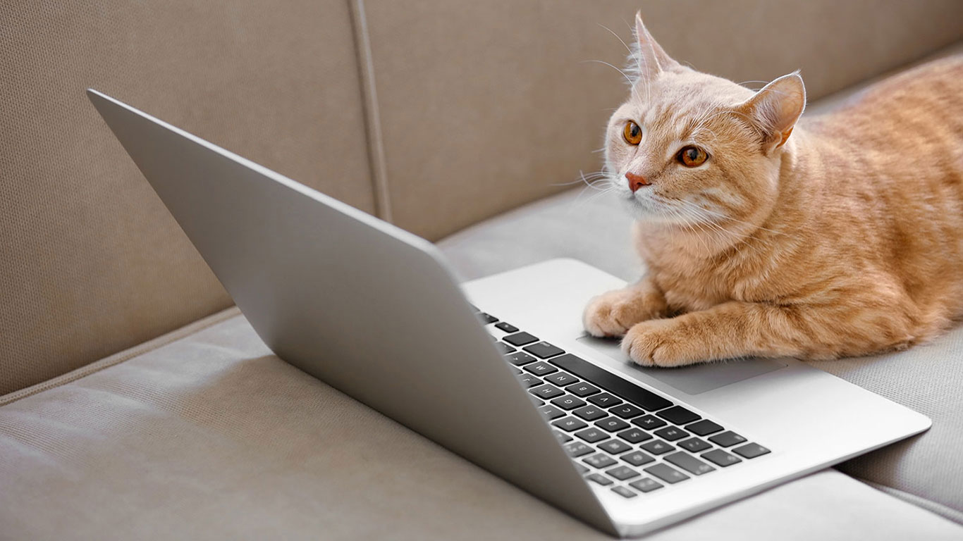 Orange tabby cat sitting in front of a laptop
