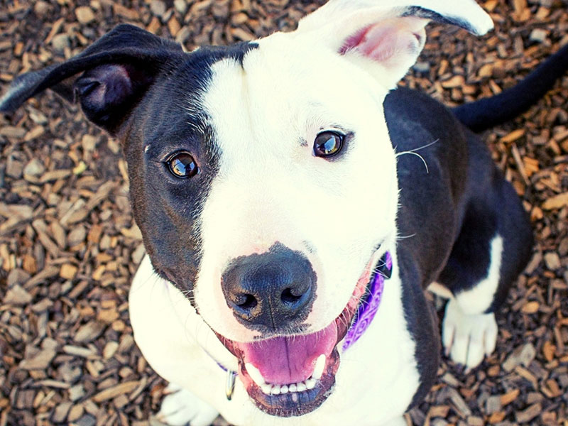 Black and white pit bull mix dog looking up 