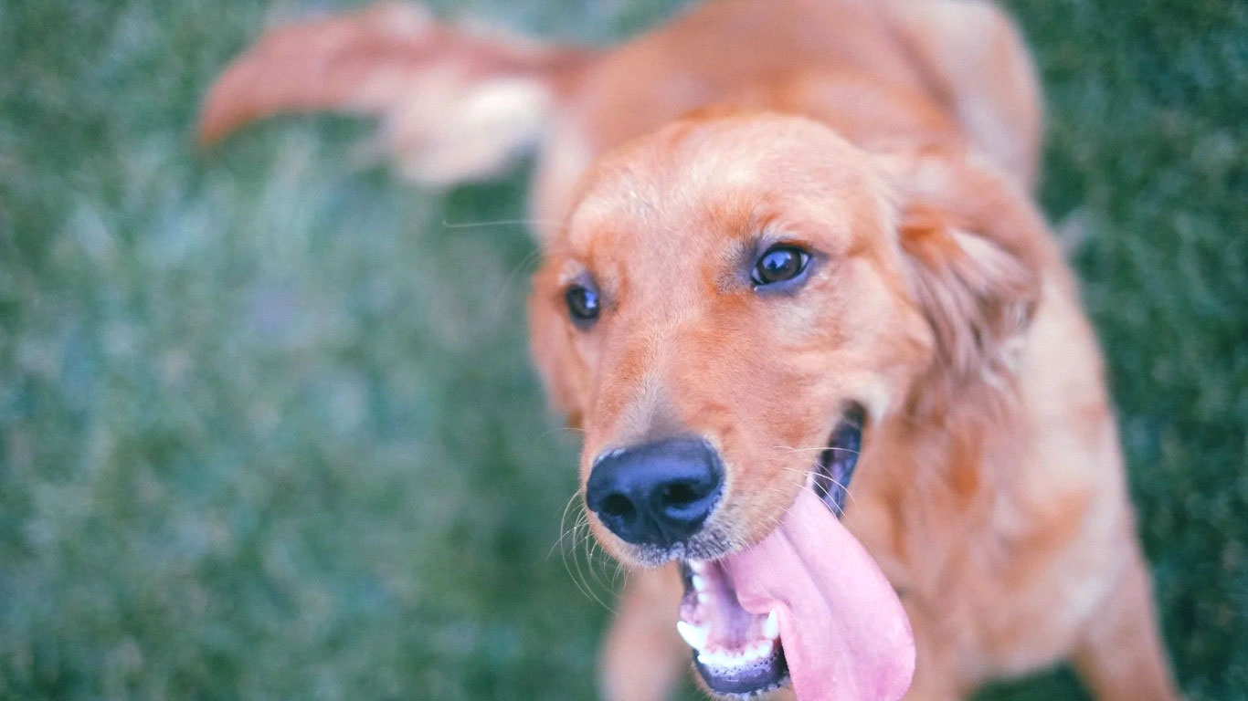 golden retriever dog with tongue out