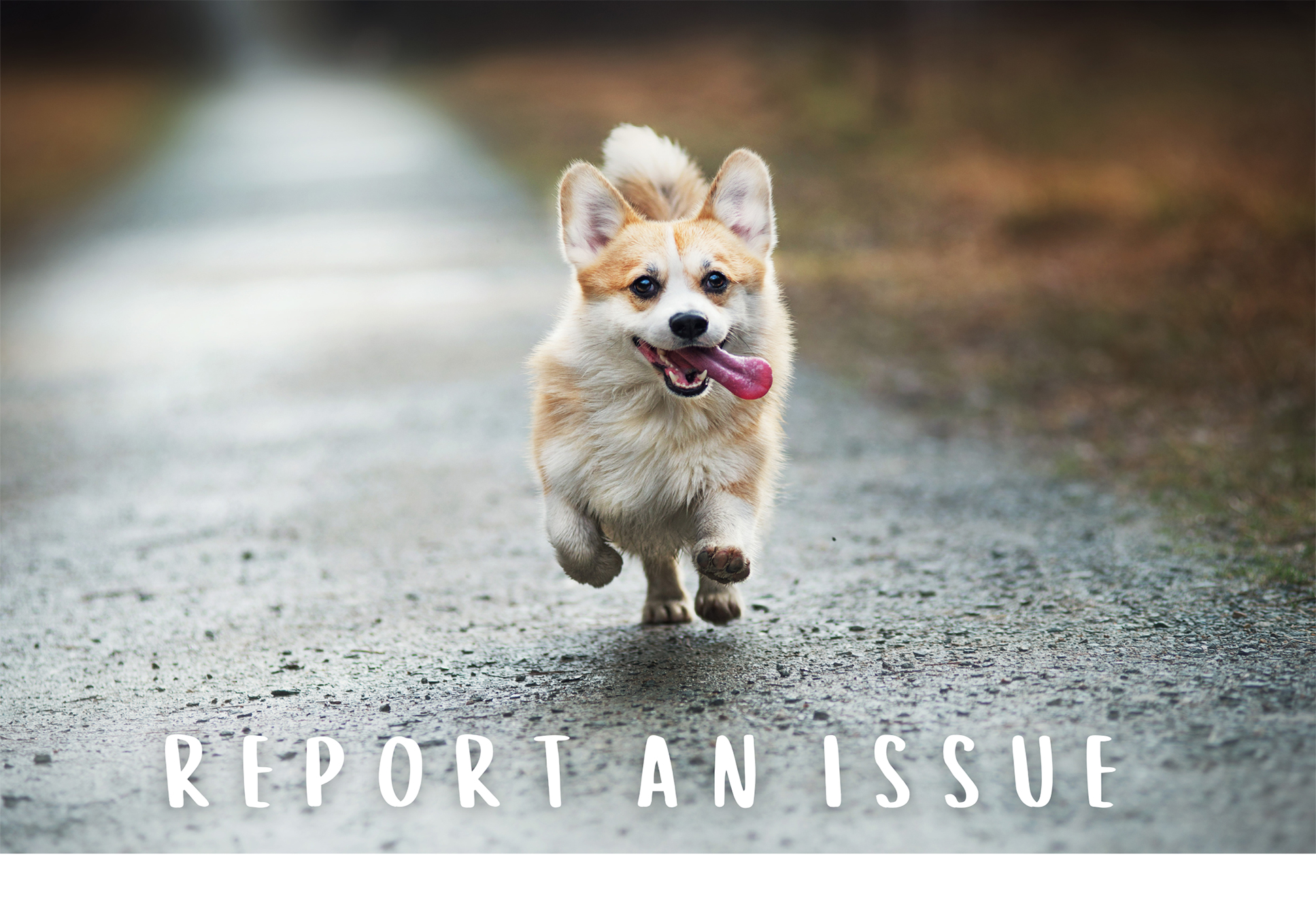 Pomeranian running down a road