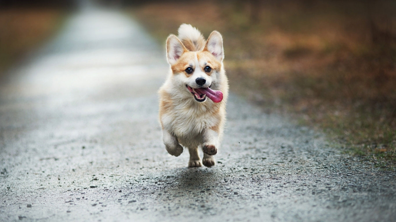 Pomeranian running down a paved path