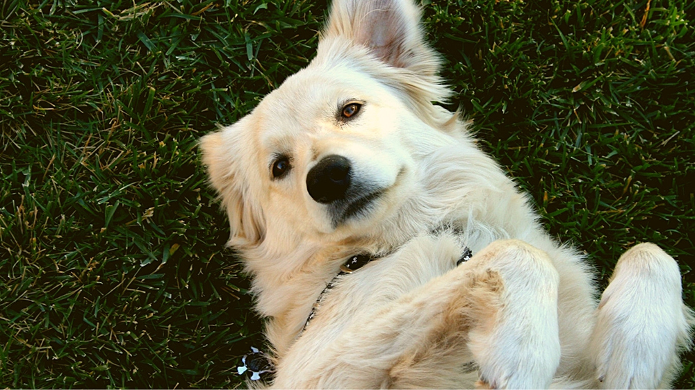 white dog lying on grass