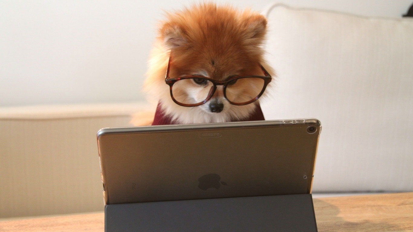 Brown and white Pomeranian dog with glasses in front of computer