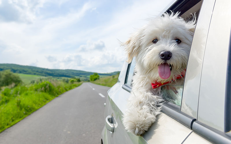 White fluffy dog with tongue out riding in a car with its head and one leg out the window