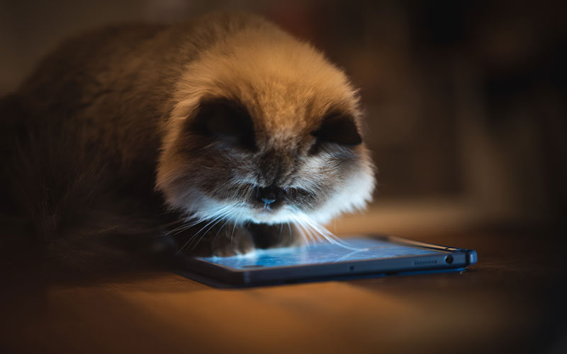 Fluffy Cat looking at a smart phone