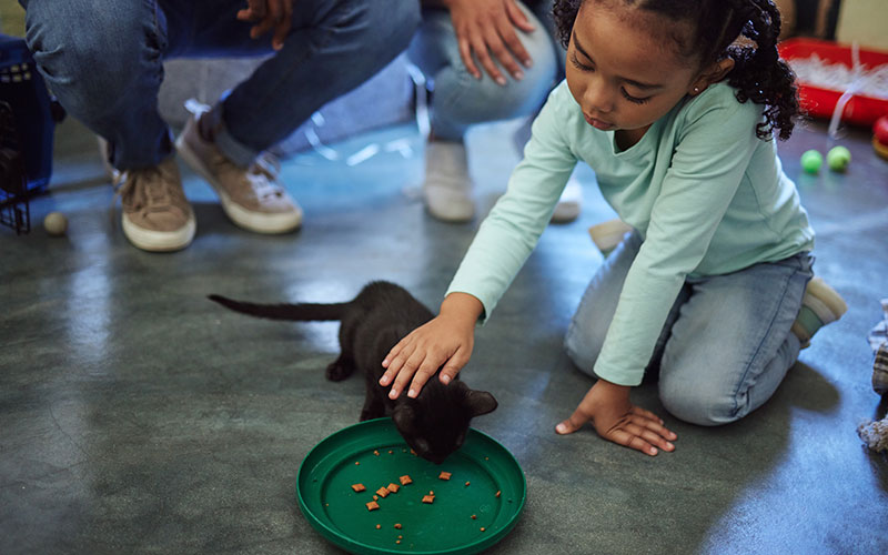 Young girl petting a black kitten eating treats