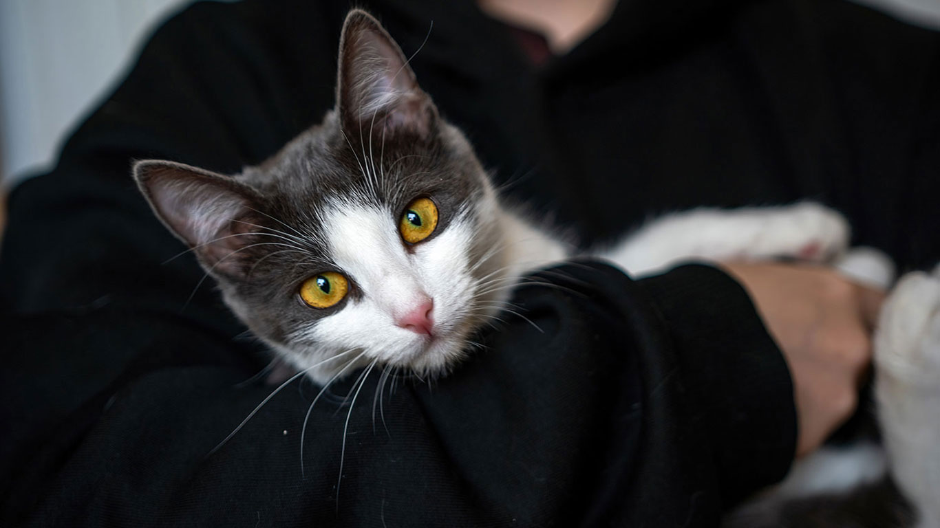 Gray and white cat with gold colored eyes held by a person