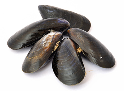 a cluster of five mussels