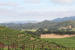 Image showing Sonoma County Vineyard